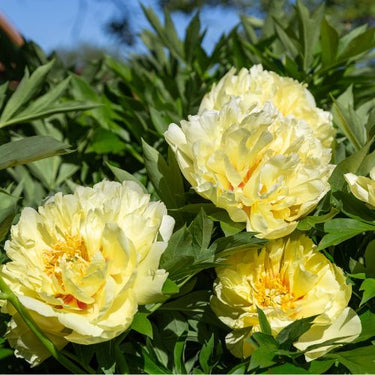 Bartzella - Itoh Peony, 1986 introduction, Wisconsin